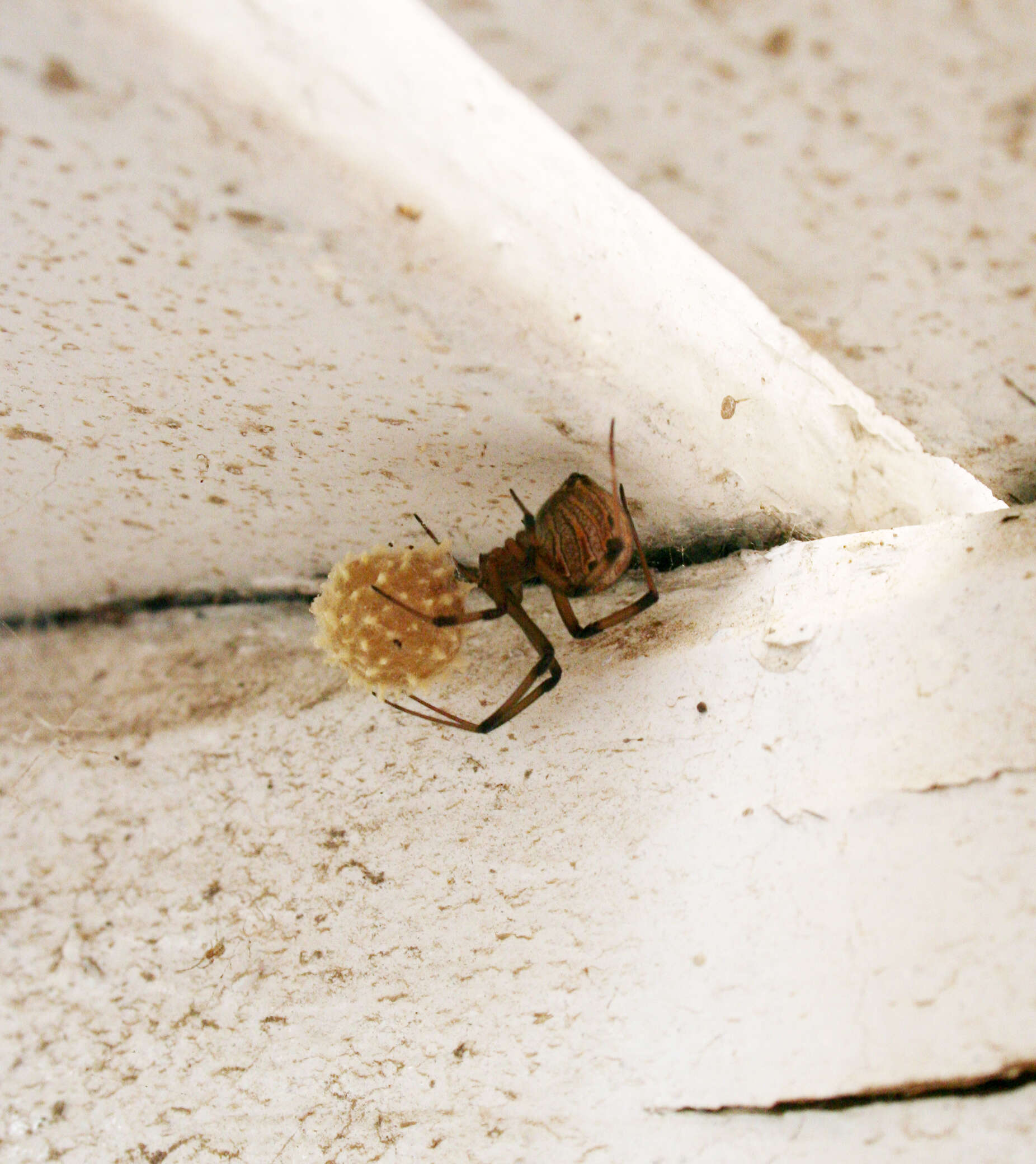 Image of brown button spider