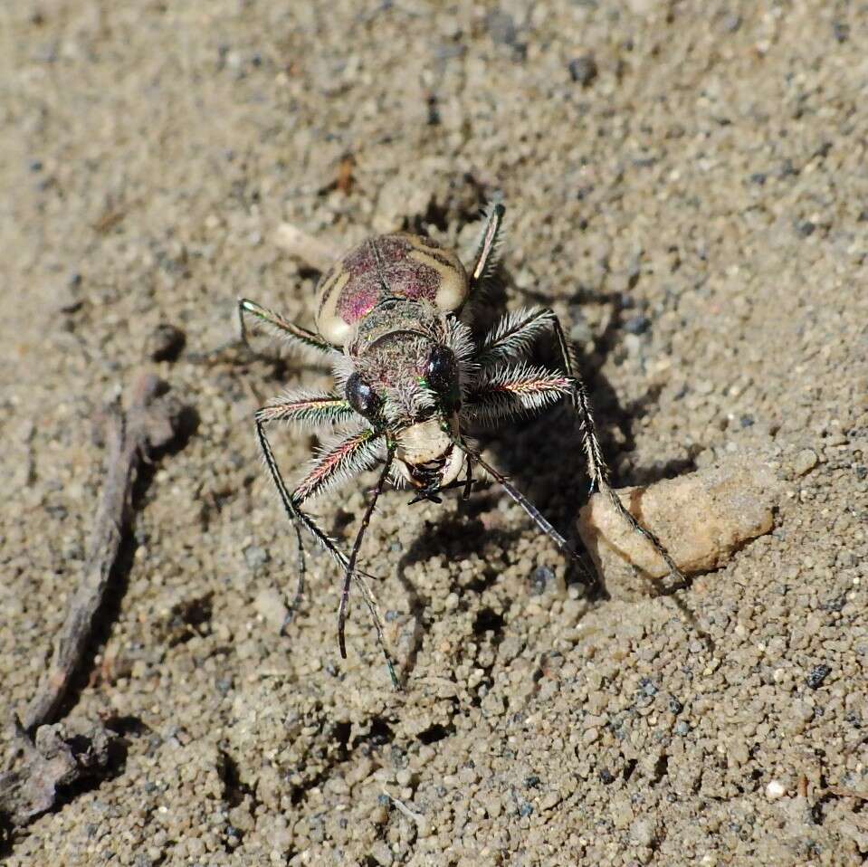 Image of Blowout tiger beetle