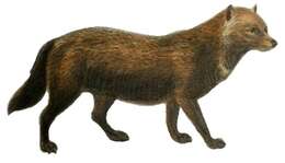 Image of bush dog