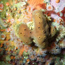 Image of Trinda's horny sponge