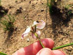 Image of Moraea cantharophila Goldblatt & J. C. Manning