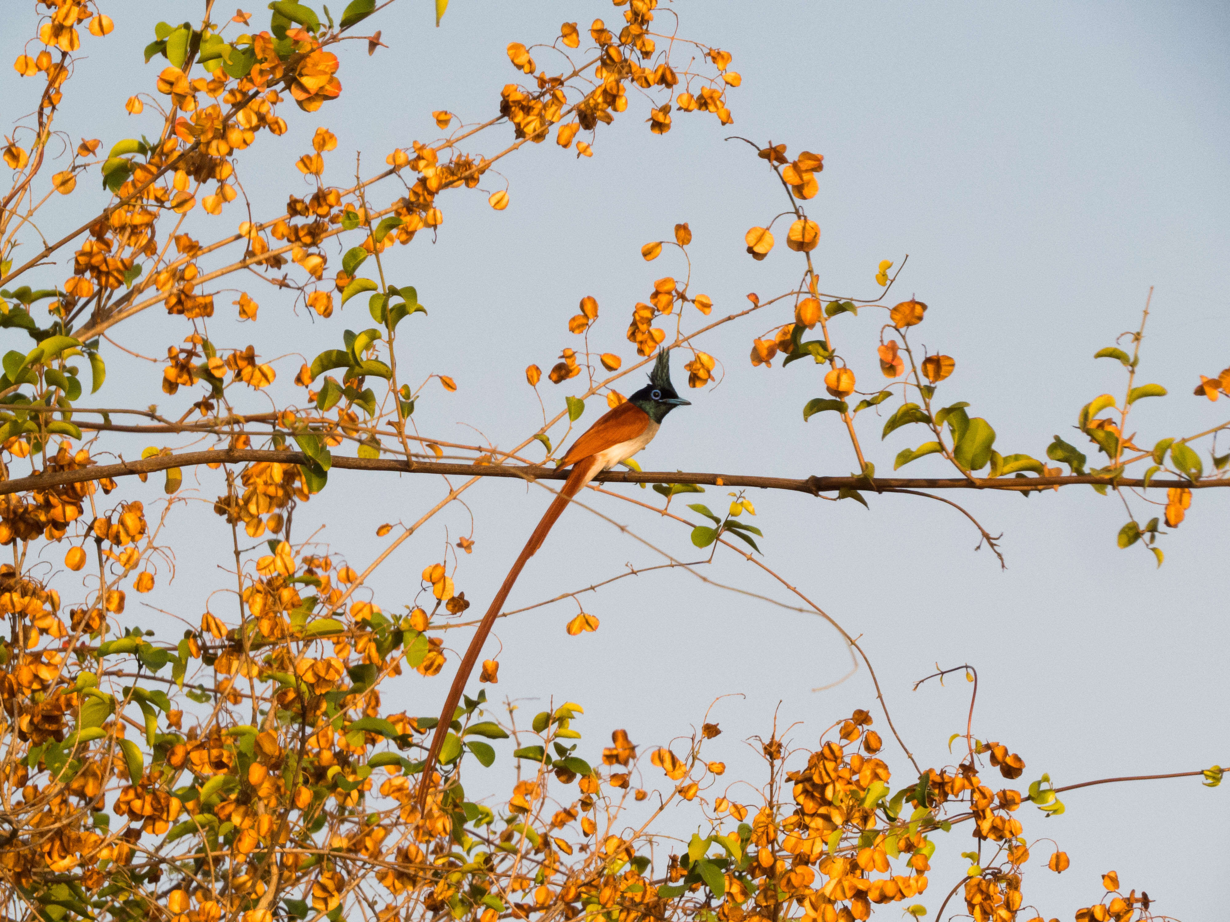 Image of Asian Paradise-Flycatcher