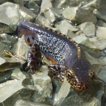 Image of Ichthyosaura alpestris (Laurenti 1768)