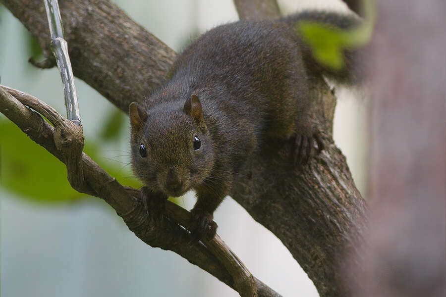 Image of Hoary-bellied Squirrel