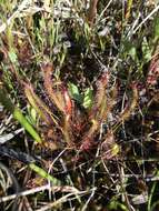 Image of slenderleaf sundew