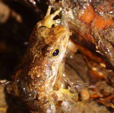 Image of Taudactylus Straughan & Lee 1966