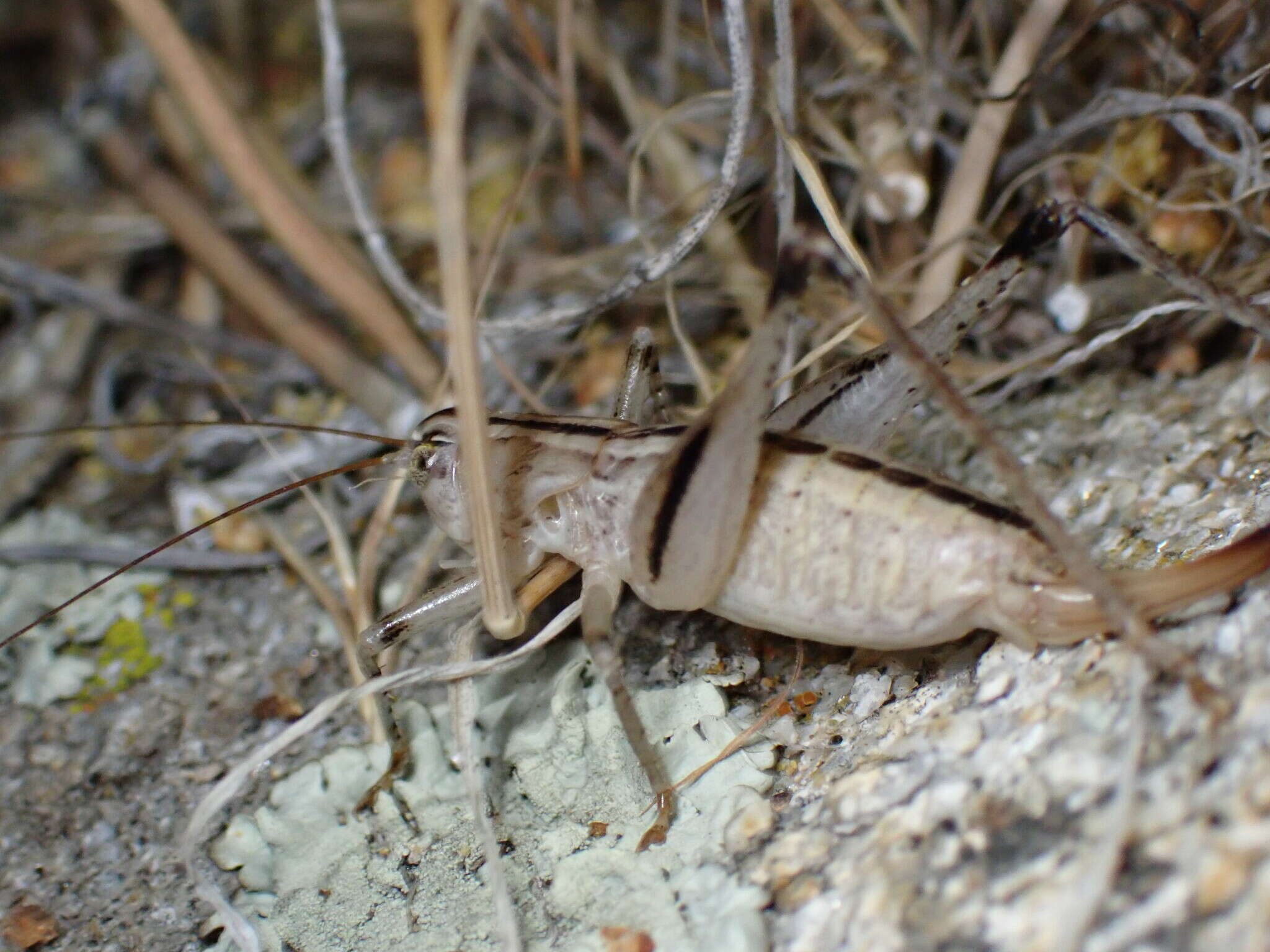 Image of Ateloplus notatus Scudder & S. H. 1901