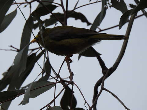 Image of Bell Miner