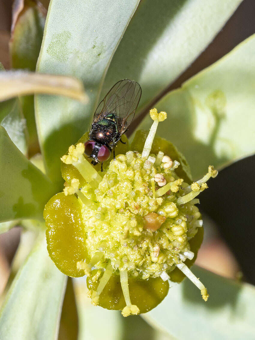 صورة Lamprolonchaea smaragdi (Walker 1849)