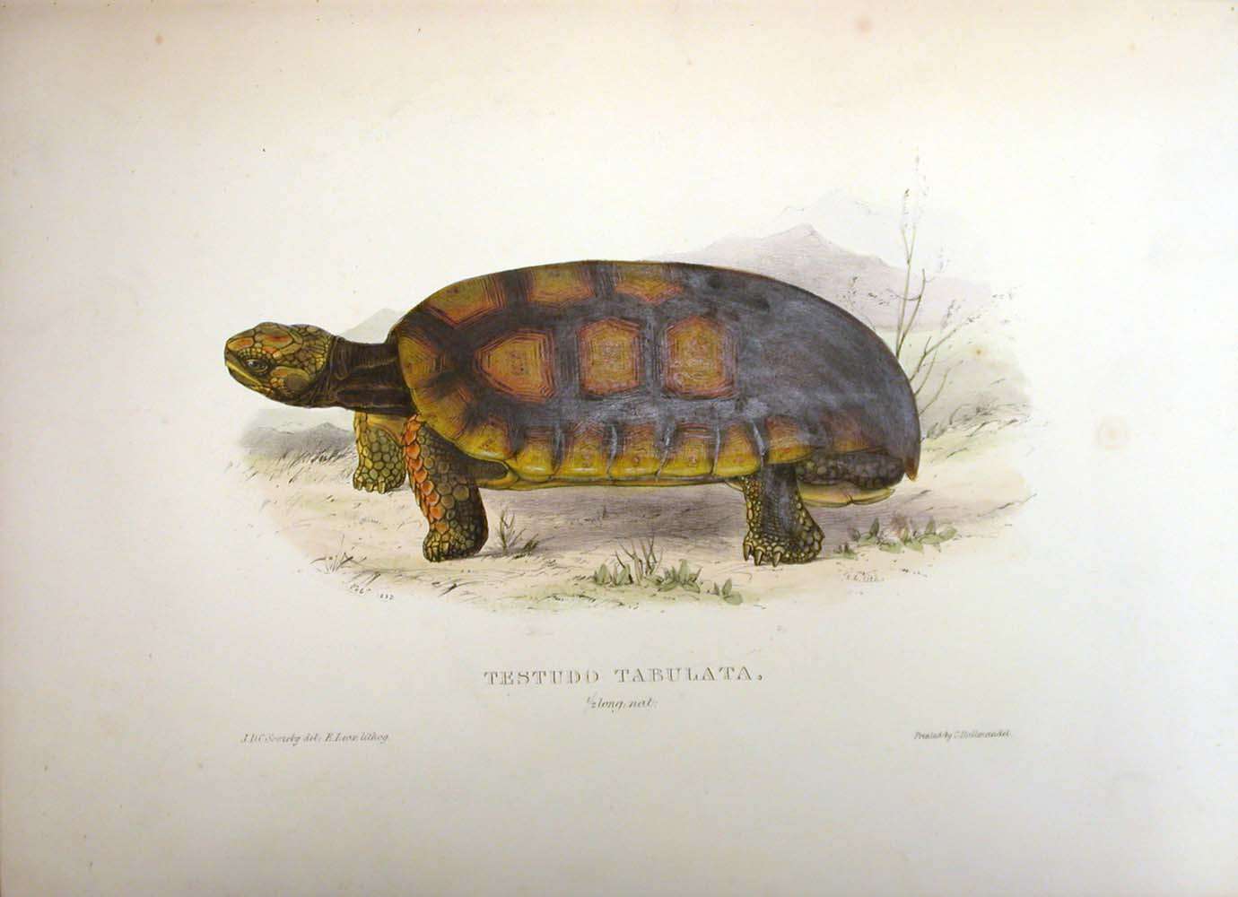 Image of Yellow-footed Tortoise