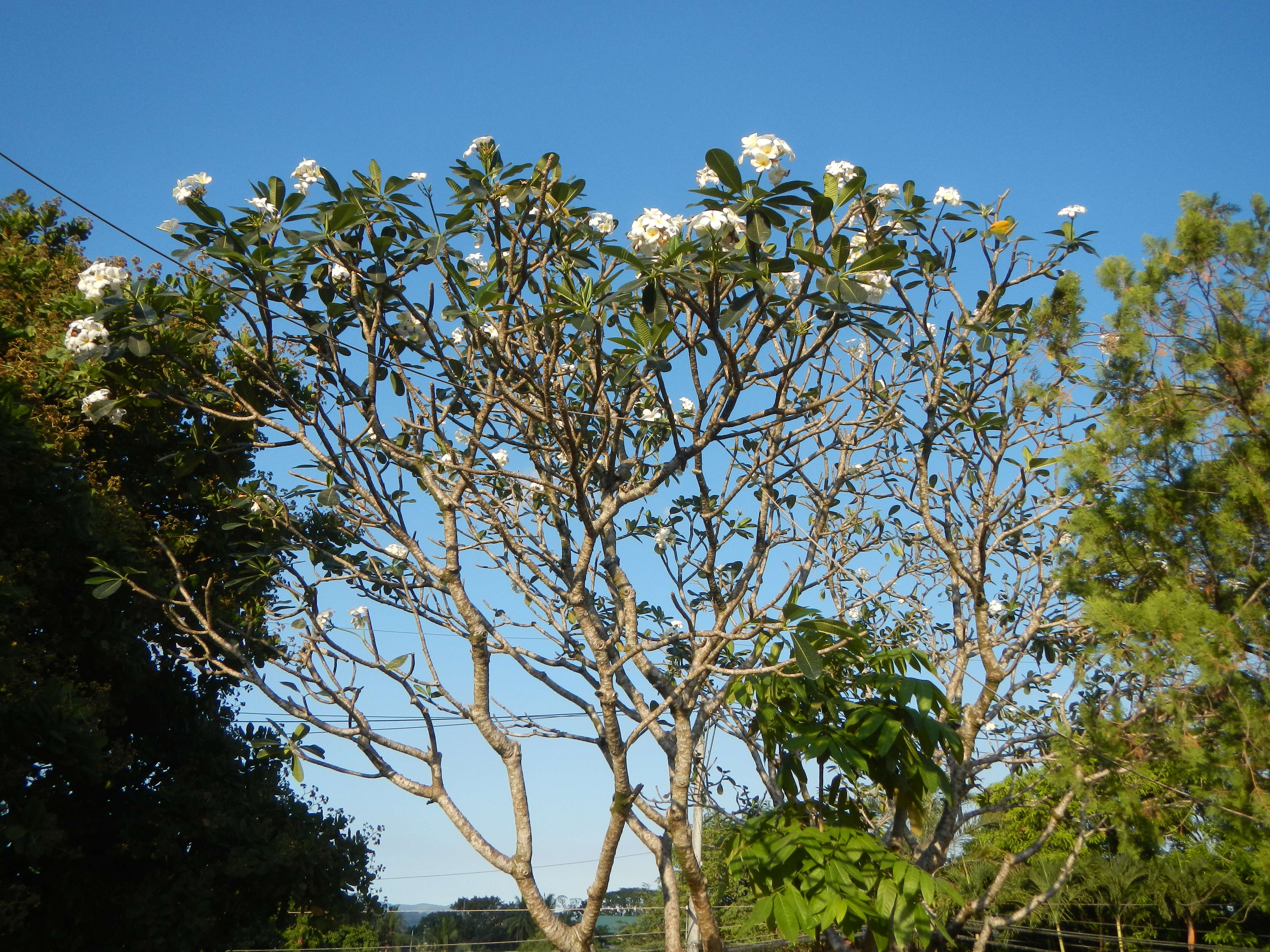 Image of nosegaytree