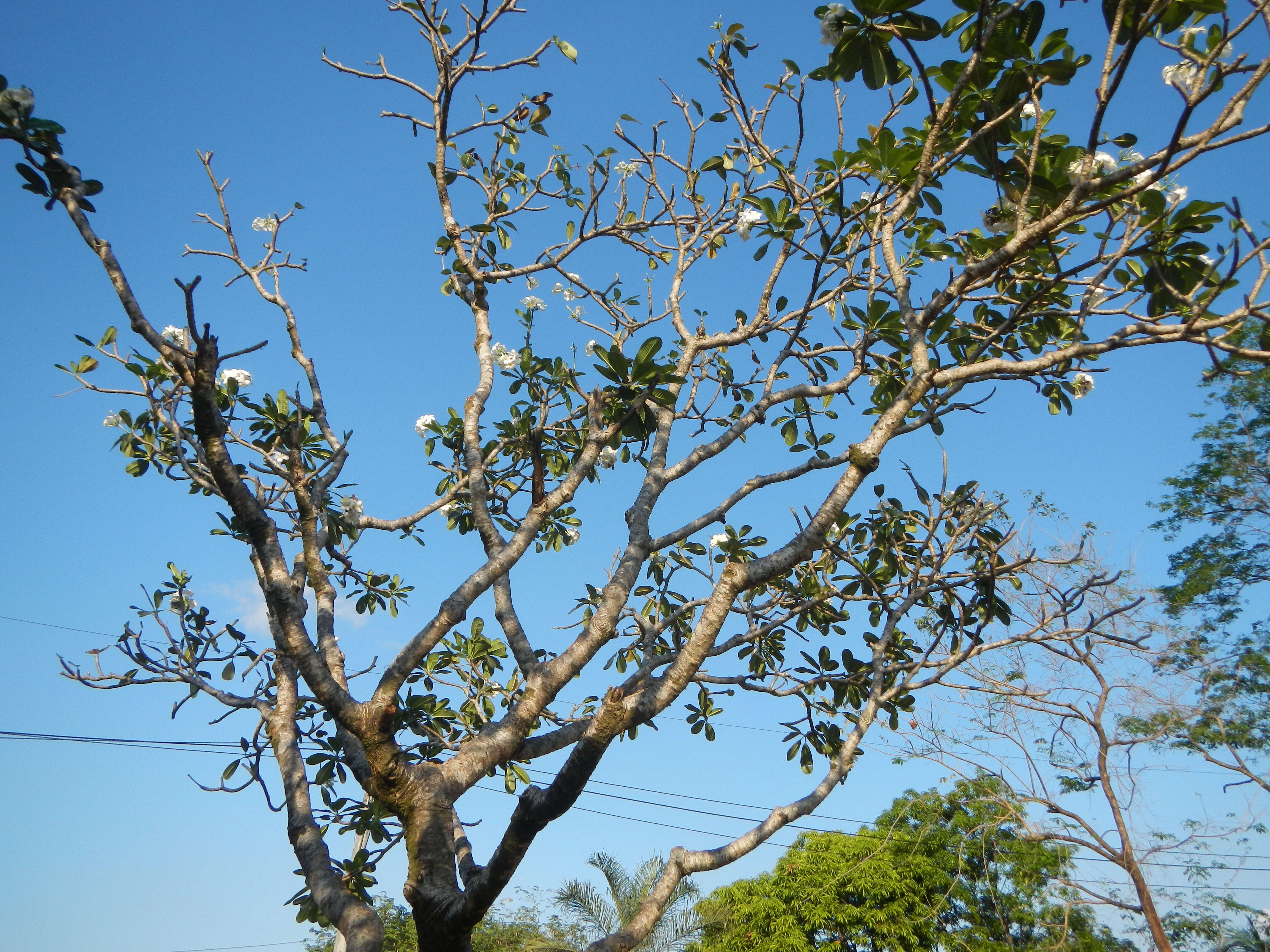 Image of nosegaytree