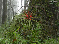 Fascicularia bicolor subsp. canaliculata E. C. Nelson & Zizka的圖片