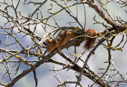 Image of Sciurus subgen. Tenes Thomas 1909