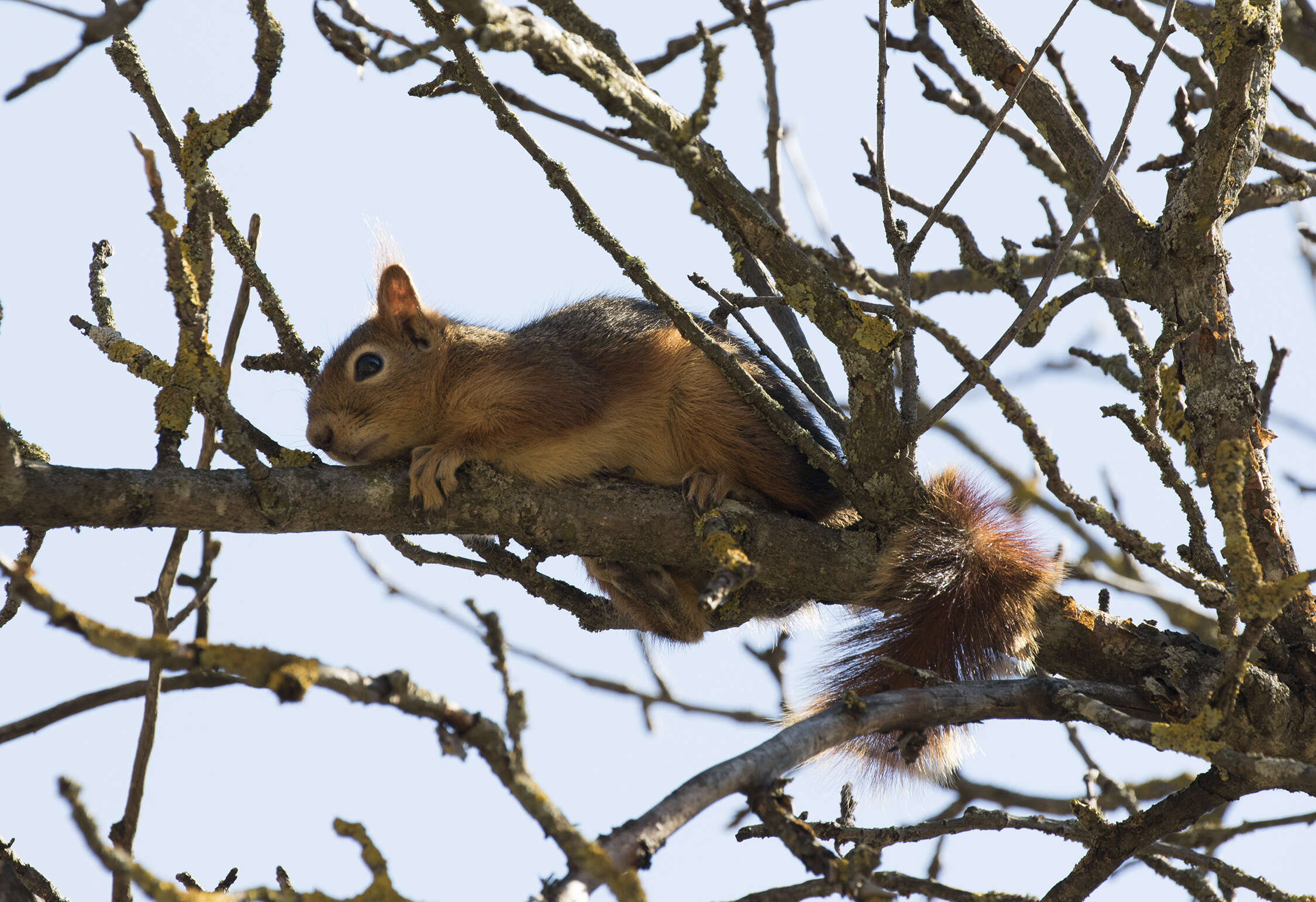 صورة Sciurus subgen. Tenes Thomas 1909