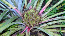 Image of Bromelia hemisphaerica Lam.