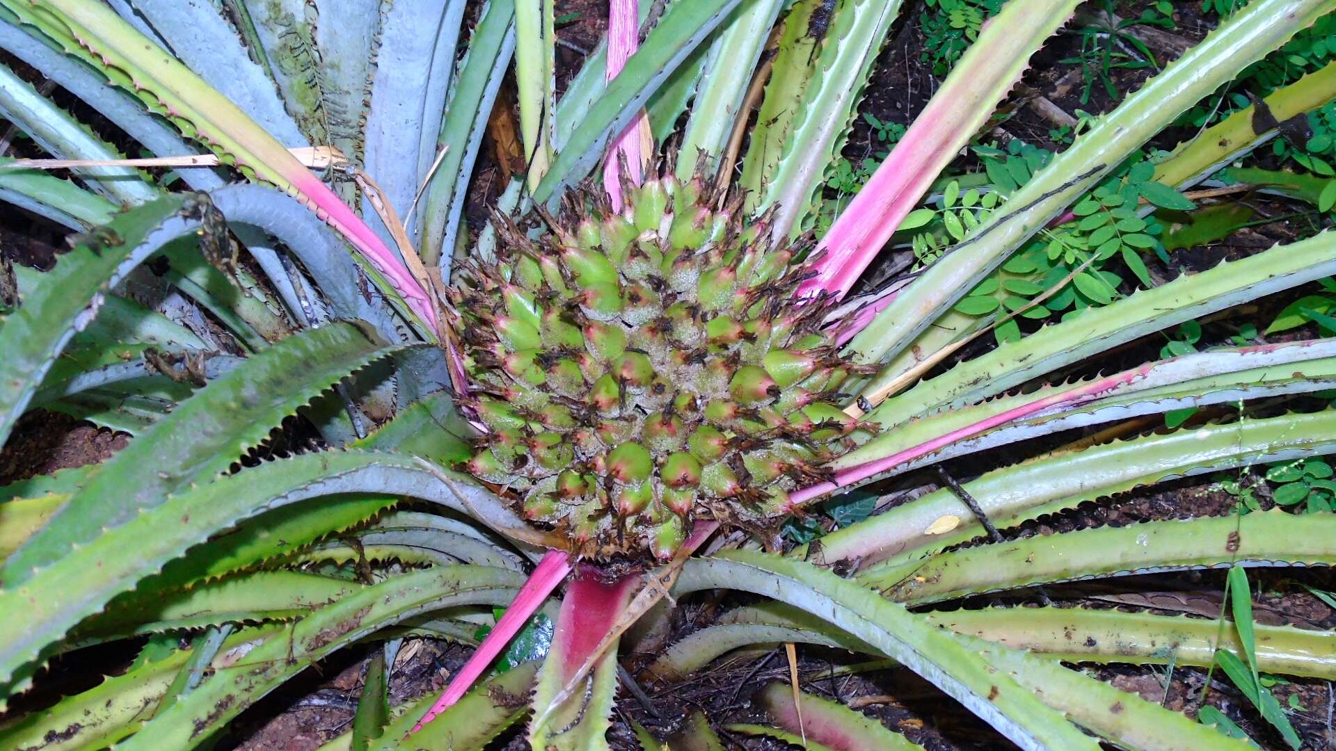 Image of Bromelia hemisphaerica Lam.