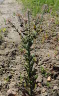 Image of field pepperweed