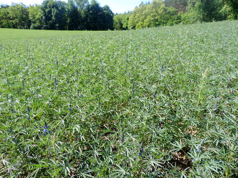 Image of narrowleaf lupine