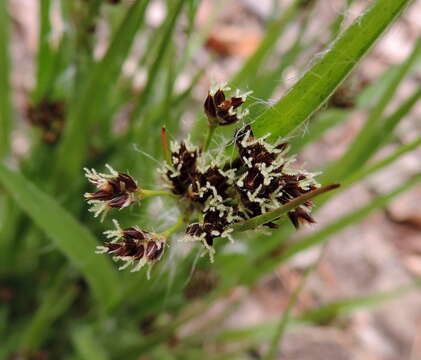 Imagem de Luzula multiflora (Retz.) Lejeune