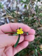 Image of Hibbertia racemosa (Endl.) Gilg