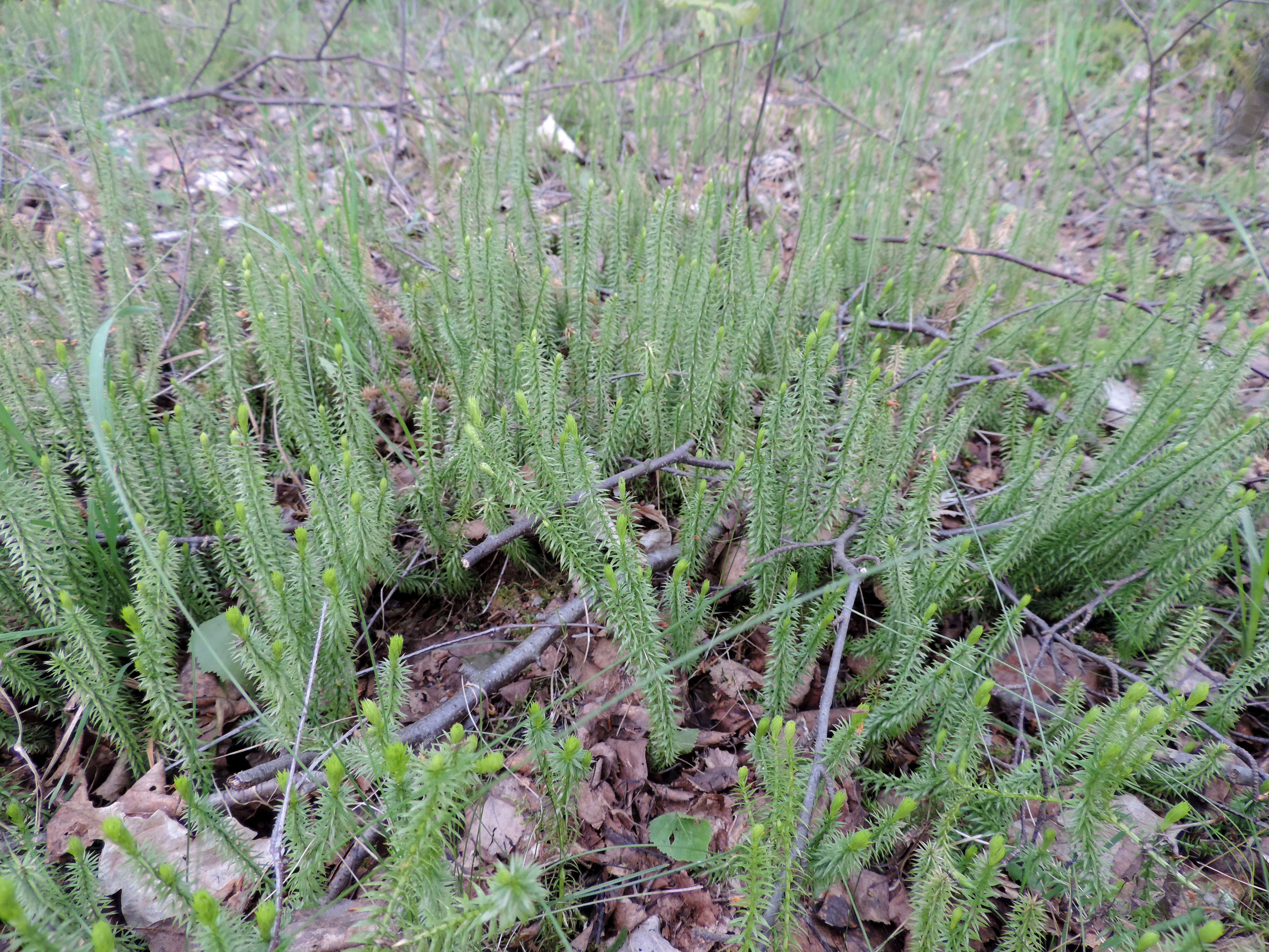 Image of interrupted clubmoss