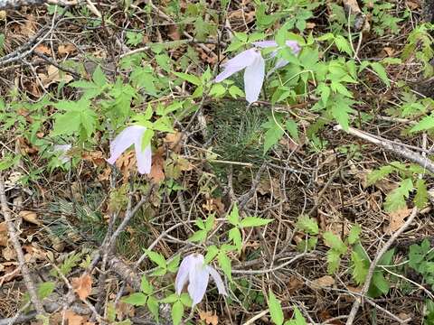 Image of rock clematis