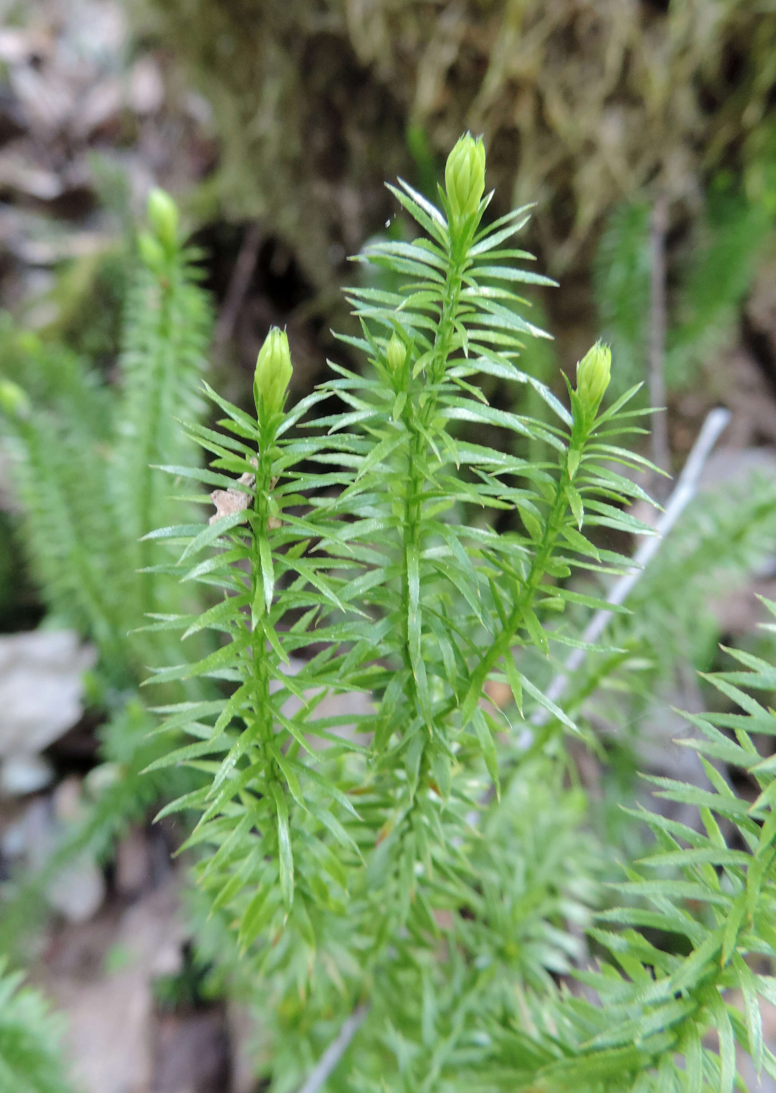 Image of interrupted clubmoss