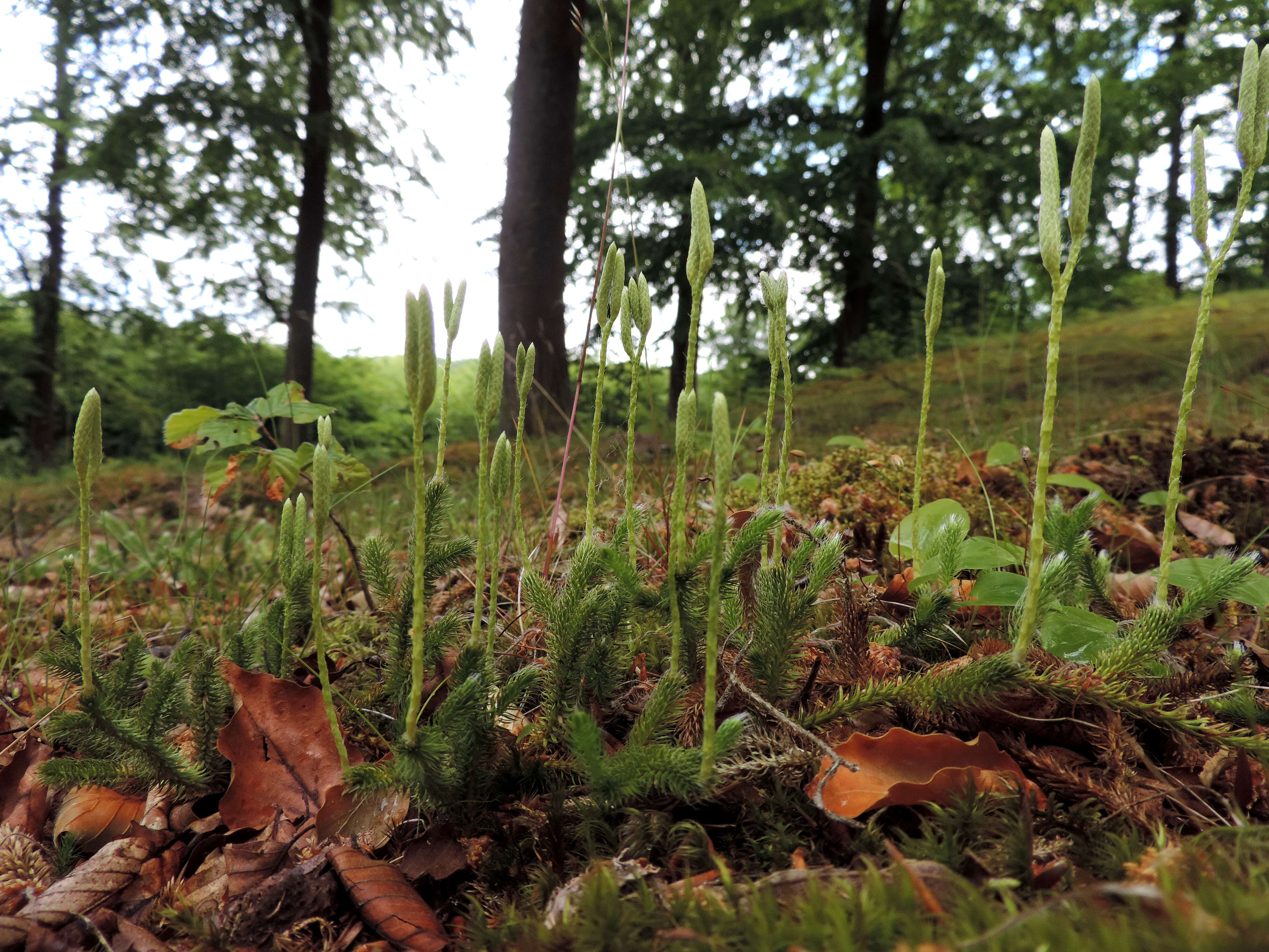 Image of Stag's-horn Clubmoss