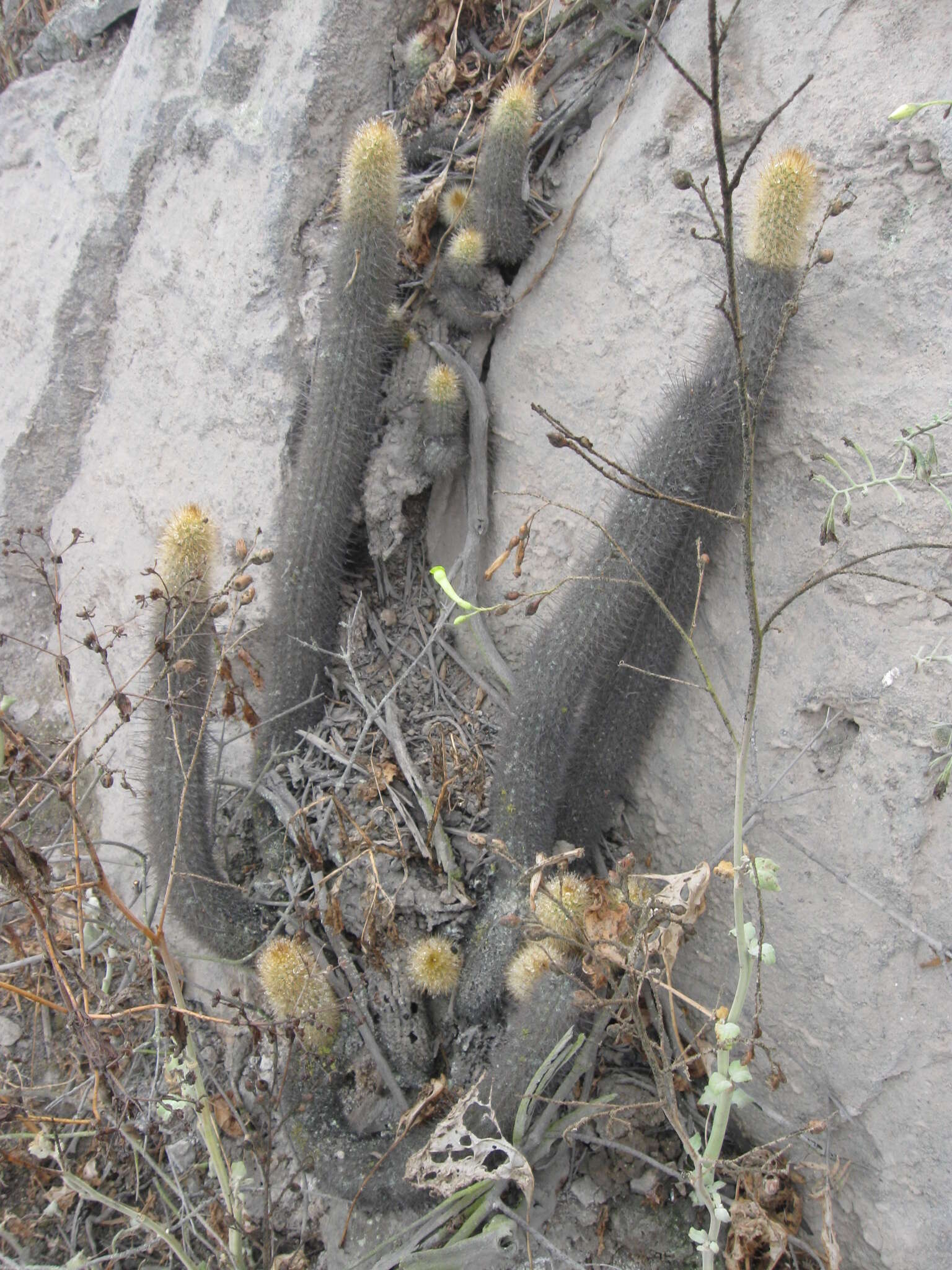 صورة Corryocactus apiciflorus (Vaupel) Hutchison