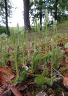 Image de Lycopode en massue