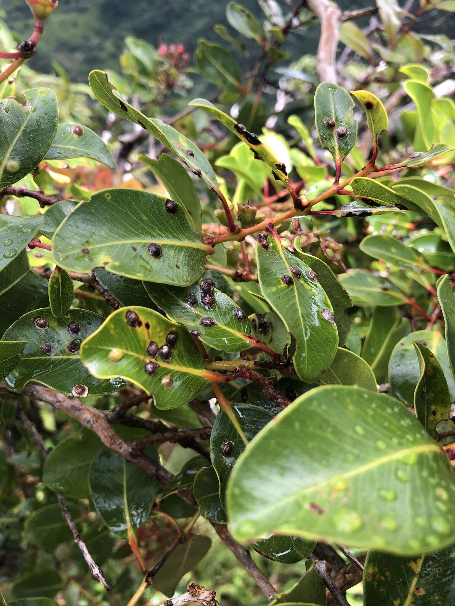 Image of Lehua 'Ahihi