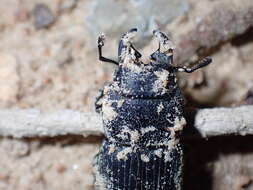 Image of Aegus chelifer Macleay 1819