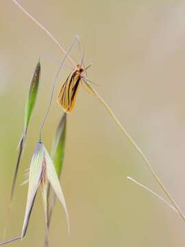 صورة Phaeophlebosia Hampson 1900