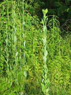 Image of Arnoglossum ovatum (Walter) H. Rob.