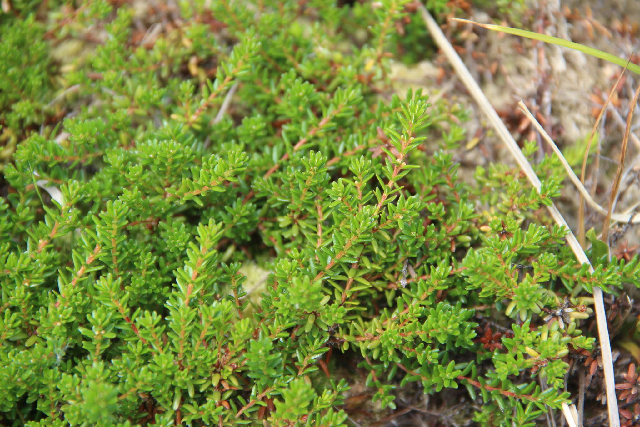 Image of Empetrum nigrum subsp. caucasicum (Juz.) V. B. Kuvaev