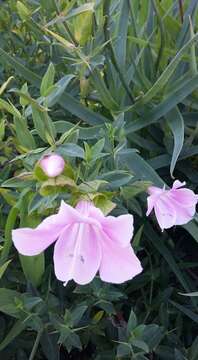 Image of Barleria greenii M. J. & K. Balkwill