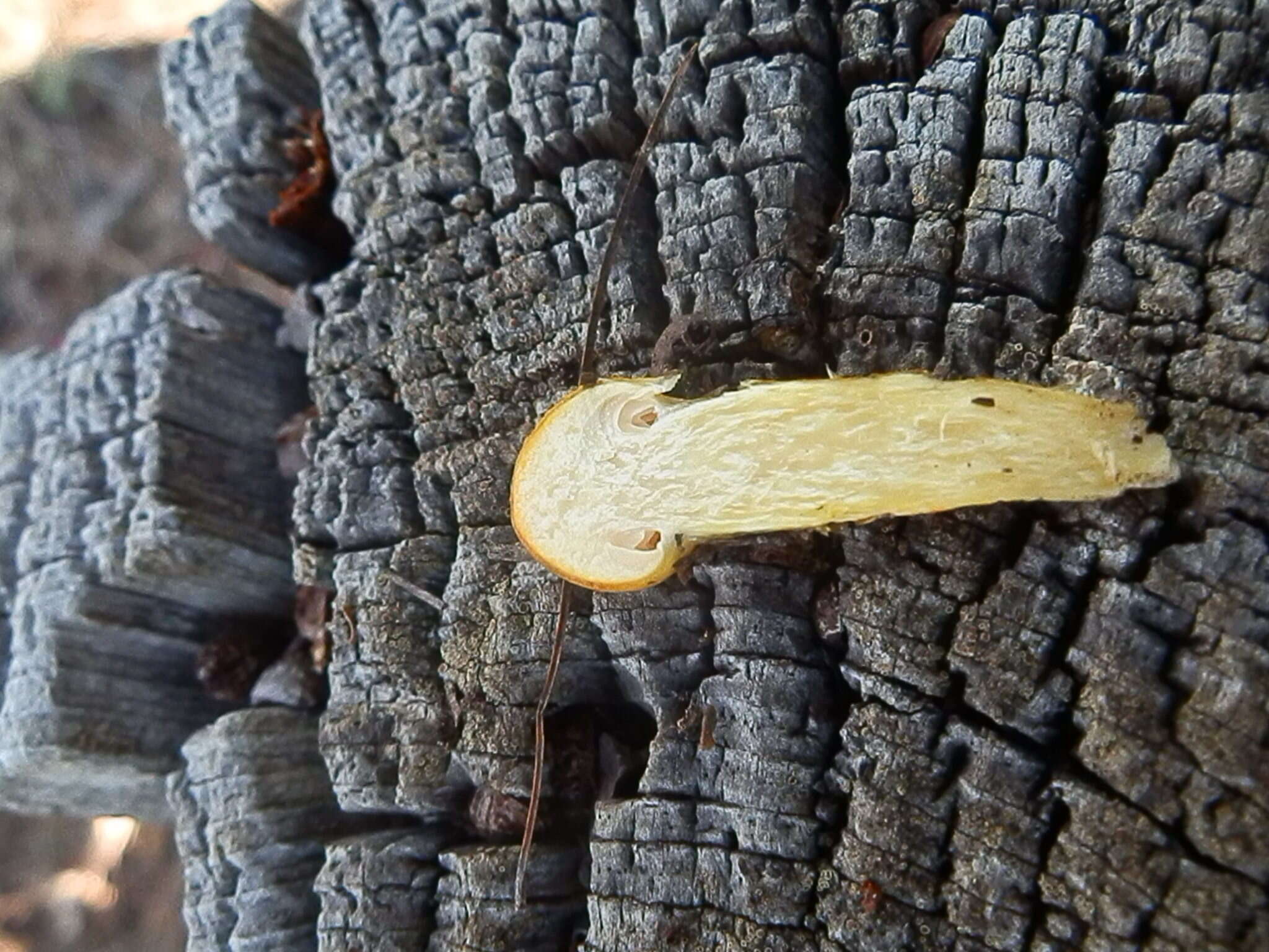 Image of Hygrophorus siccipes A. H. Sm. & Hesler 1954