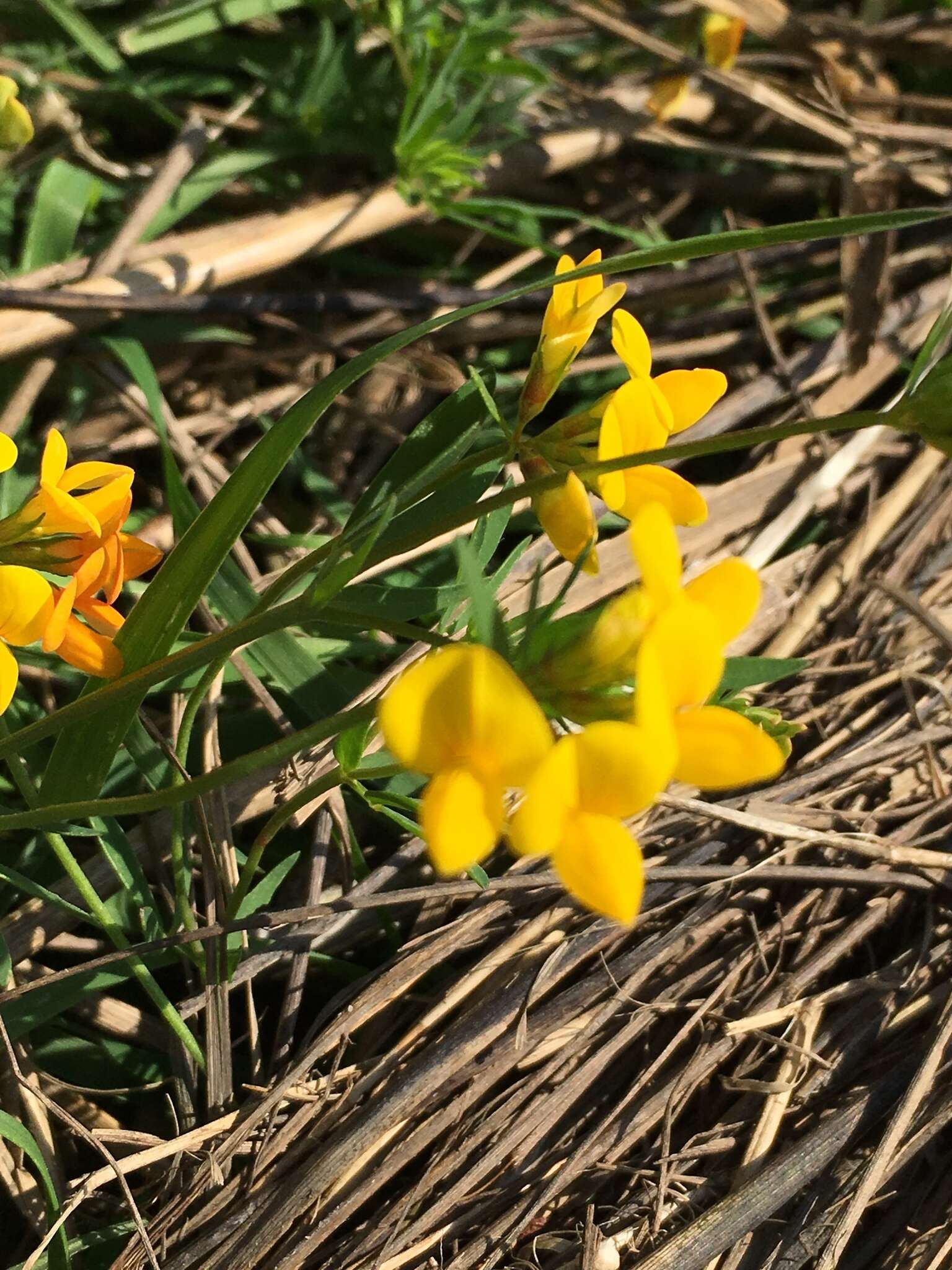 Imagem de Lotus tenuis Waldst. & Kit.