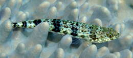 Image of Variegated lizardfish