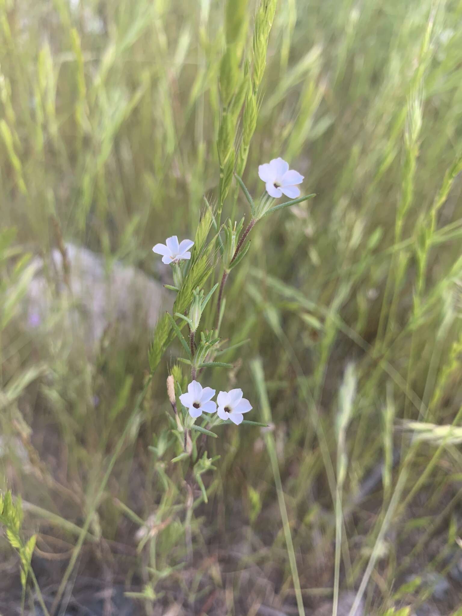 Image de Linanthus maricopensis J. M. Porter & R. Patt.