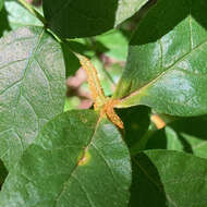 Image of Puccinia andropogonis Schwein. 1832