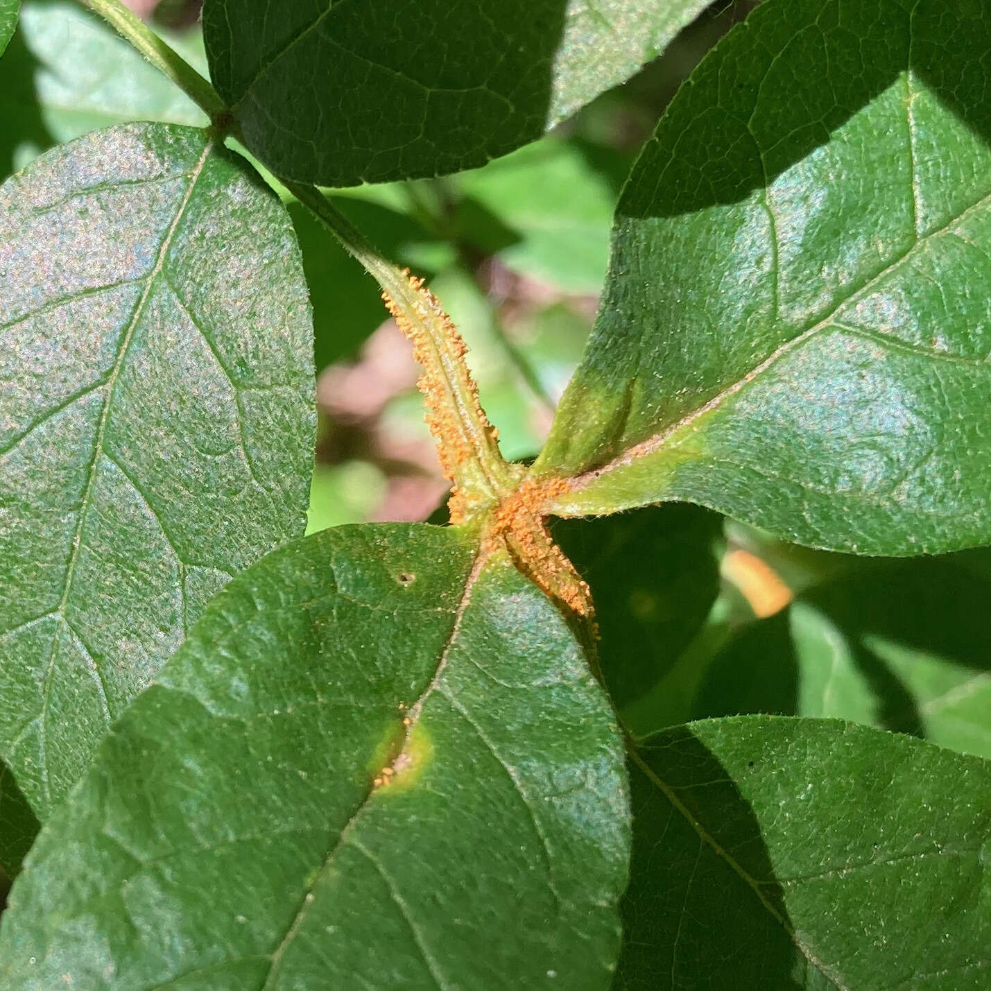 صورة Puccinia andropogonis Schwein. 1832