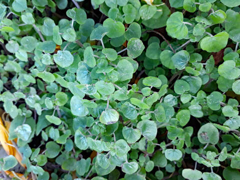 Image of small-flower pellitory