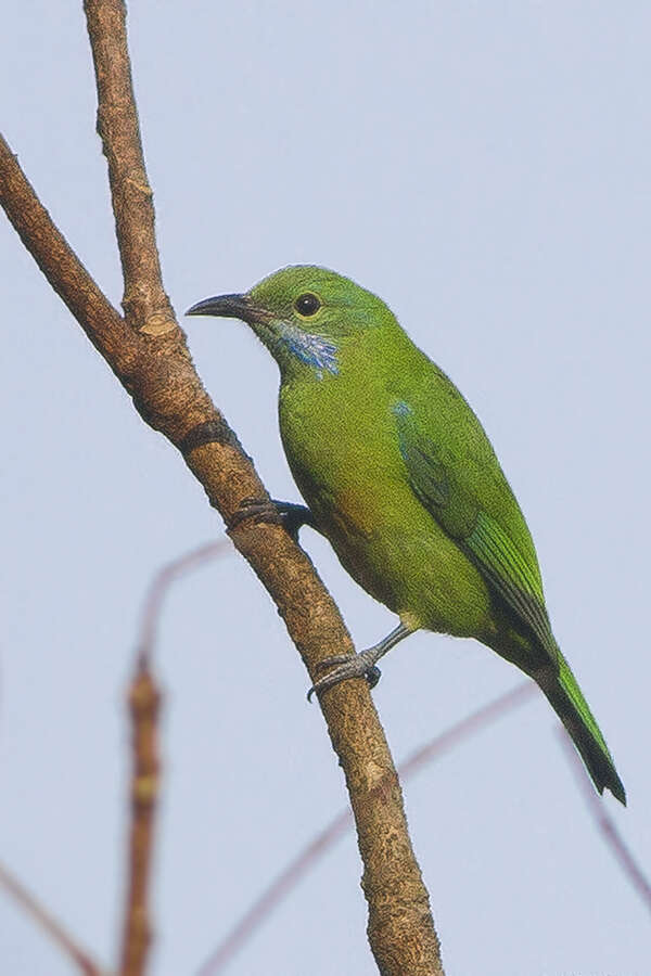 Image of Orange-bellied Leafbird