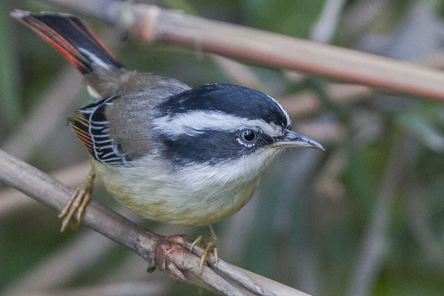 Image of Red-tailed Minla