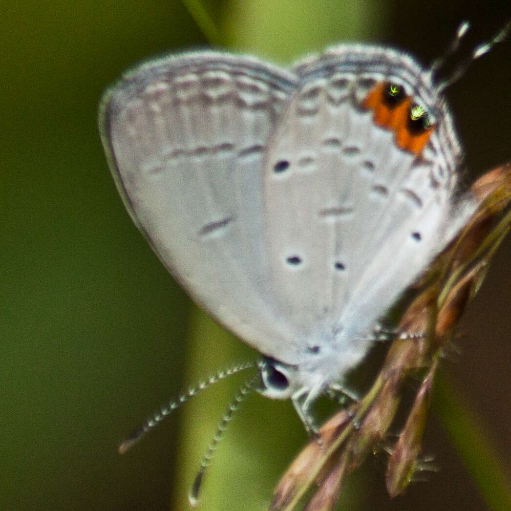 Image of Everes lacturnus rileyi