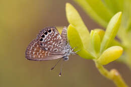 Image of Western pygmy blue