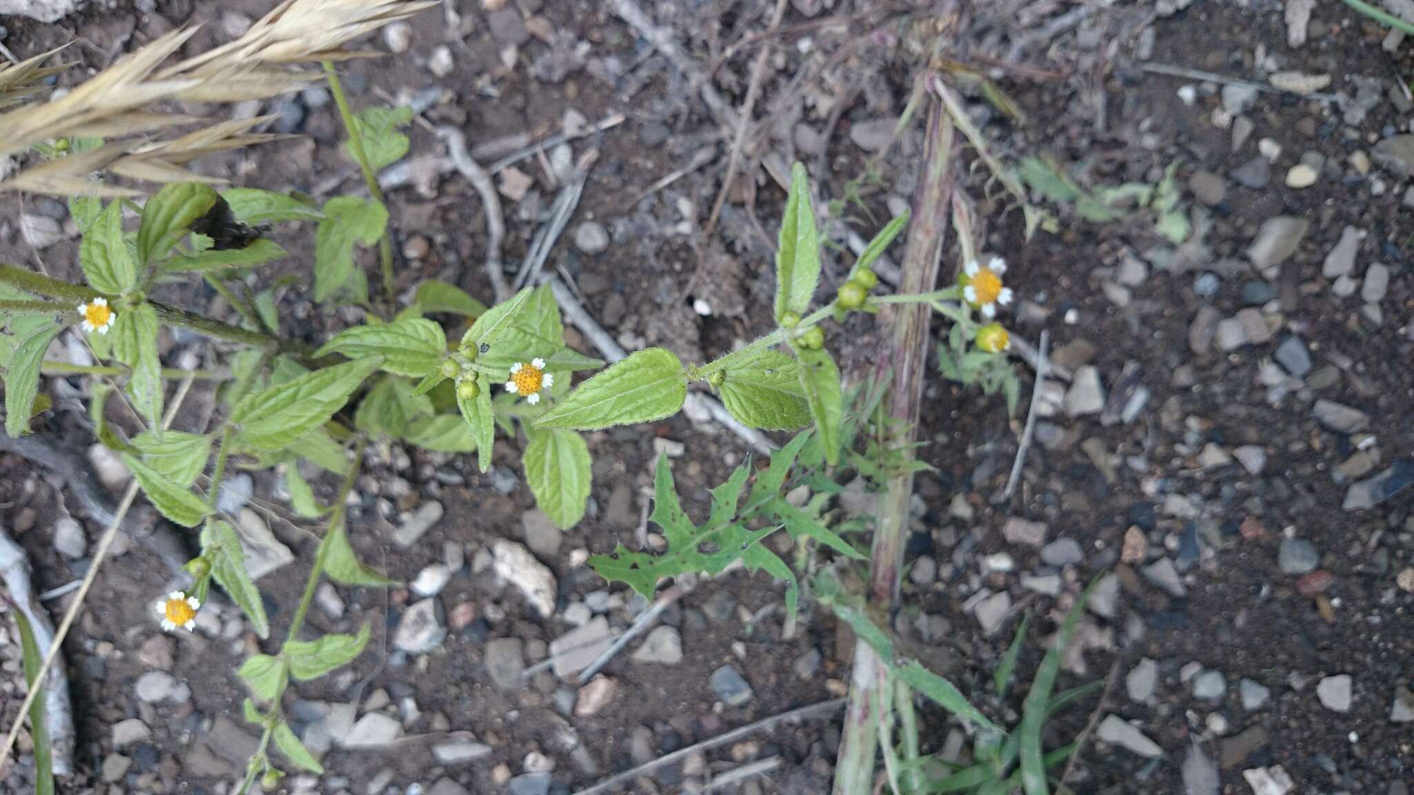 Image of Smooth peruvian daisy