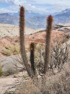 Image of Weberbauerocereus weberbaueri (K. Schum.) Backeb.